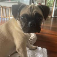 Photo of Freddie 🐶