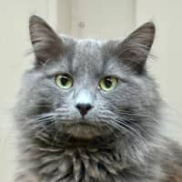 Photo of Anthony (Tony) Pawdain