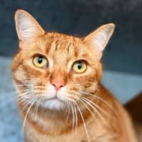 Photo of Odin