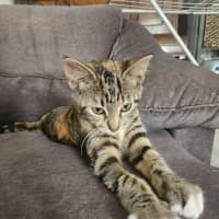 Photo of Mabel (Was Max)