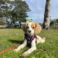 Photo of Elsa   11 Month Old Cavalier X