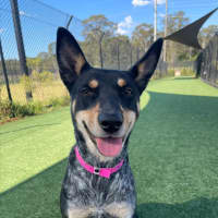 Photo of Harley Imp 1807