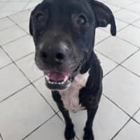 Photo of Roxy