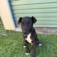 Photo of Guiness