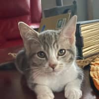 Photo of Vixen