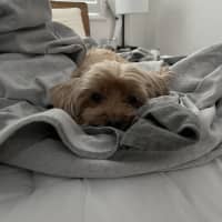 Photo of Noodle   10 Year Old Maltese X Poodle