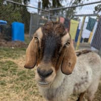 Photo of Cocoa
