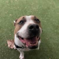 Photo of Roxy