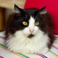 Photo of Chase Brushtail