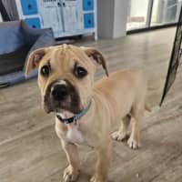 Photo of Neptune Nubs