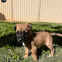 Photo of Pippin
