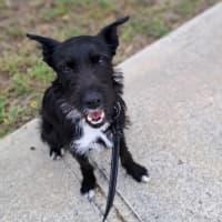 Photo of Smiffy