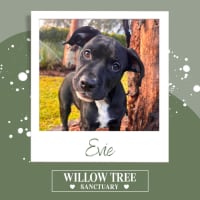 Photo of Evie
