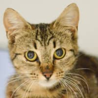 Photo of Luna