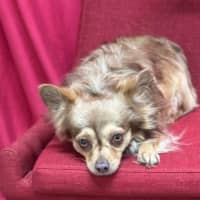 Photo of Choccy