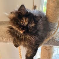 Photo of Pepper