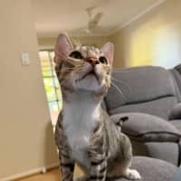 Photo of Moose