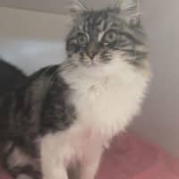 Photo of Fluffy
