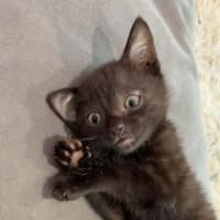 Photo of Nix