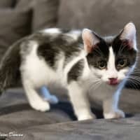 Photo of Batman