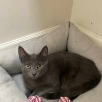 Photo of 🩶 Nico 🩶