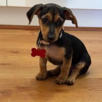 Photo of Nala, Brandy And Cookie