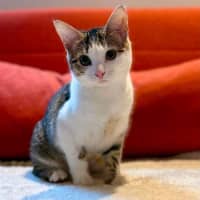 Photo of Suki   In Foster Care In Brunswick East