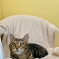 Photo of Peppercorn