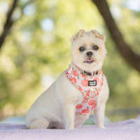 Photo of Pixie