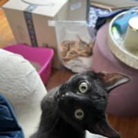 Photo of Ninja