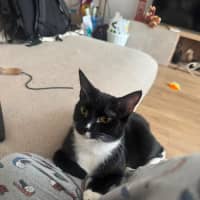 Photo of Pistachio