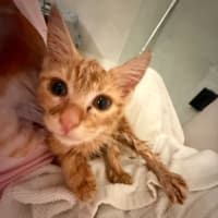 Photo of *Pending Adoption* Sylvie Jane