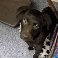 Photo of D1081 Pascal