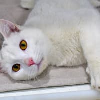 Photo of Corporal Cashew