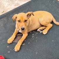 Photo of Lady Mcbeth