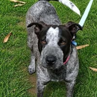 Photo of Sadie 
