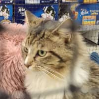 Photo of Sebastian * 9 Lives Project Rescue*