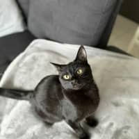 Photo of Pip & Squeak   In Foster In Preston 