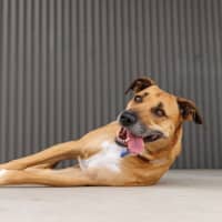 Photo of Gidget   6 Year Old Staffy X Mastiff