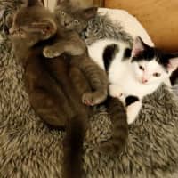 Photo of Shadow And Domino