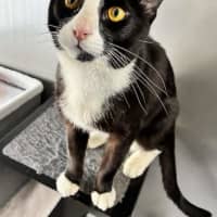 Photo of Puss
