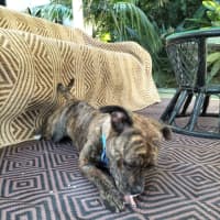 Photo of Sissy  11 Month Staffy X Frenchie(on Trial 10/9/24