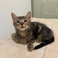 Photo of Maverick