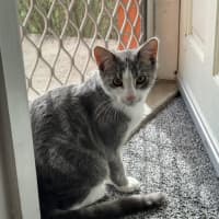 Photo of Penn **2nd Chance Cat Rescue**