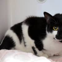 Photo of Troy Sua015242