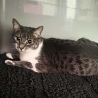 Photo of Nova
