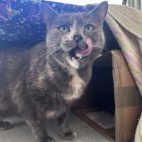 Photo of Opal
