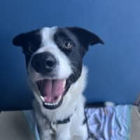 Photo of Oreo