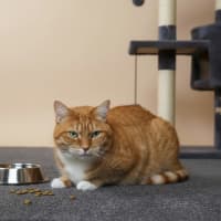Photo of Gingy