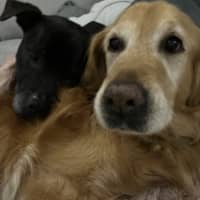 Photo of Daisy And Tonka 